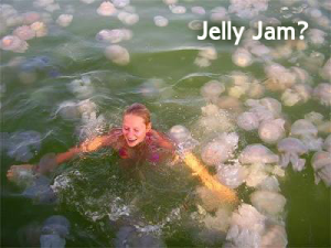 Invasion Of The Jellyfish
